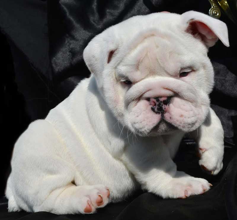 cute white english bulldog puppy