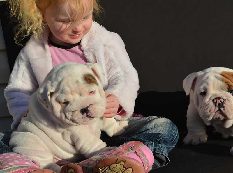 girl with white and brindle wrinkly bulldogs