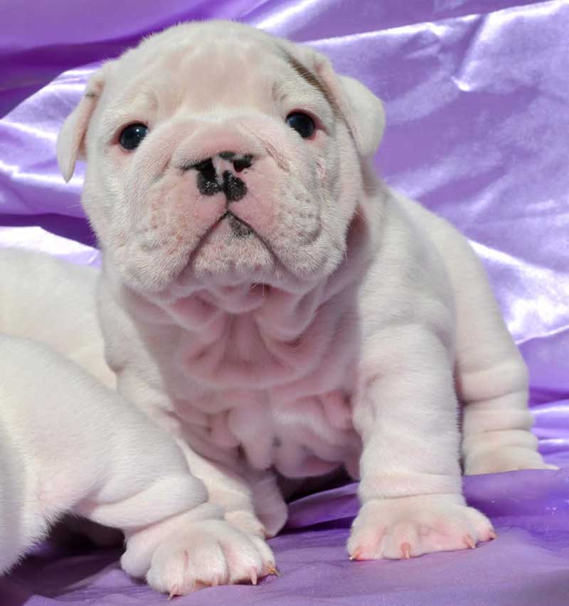 cute white bulldog puppy purple bg