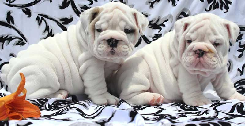 wrinkly white bulldog puppy brothers