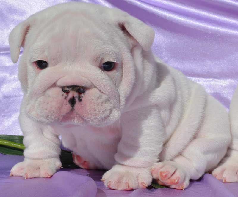 white bulldog puppy wrinkly