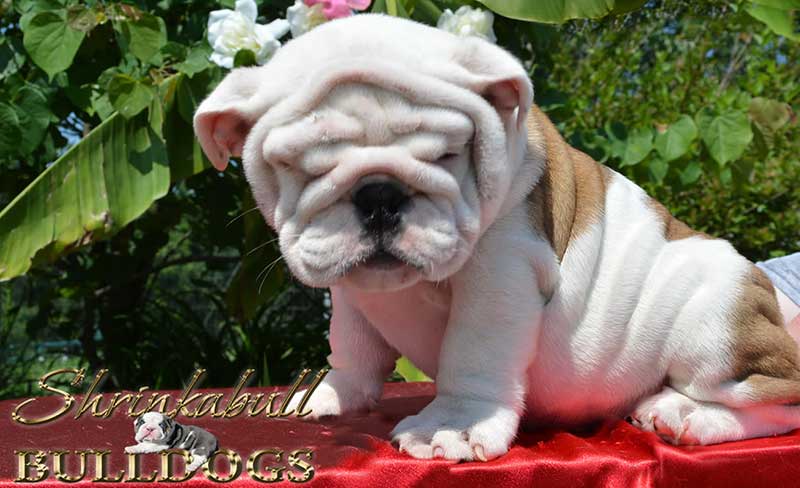 wrinkly white and brindle english bulldog puppy