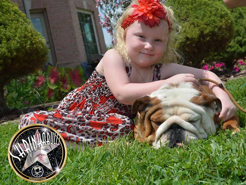 Shrinkabull's Titan English Bulldog with little girl