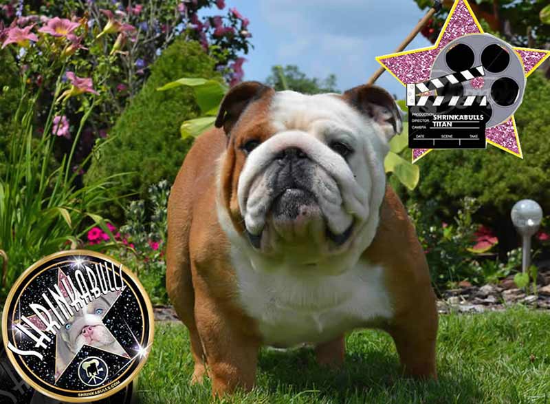 Shrinkabull's Titan famous celebrity bulldog