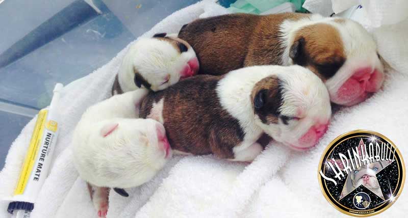 Shrinkabulls Titan's English Bulldog Newborn Puppy Litter