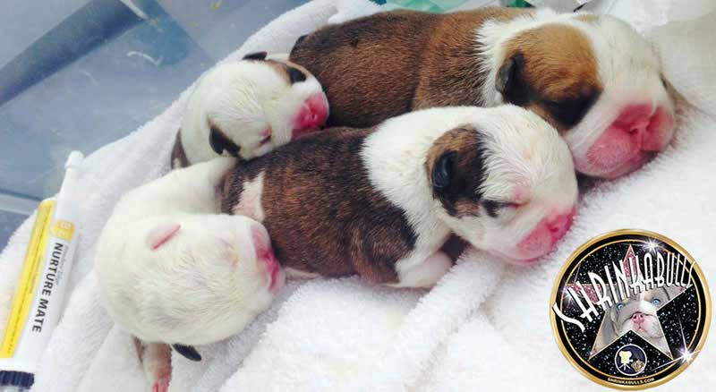 Shrinkabulls Titan's English Bulldog Newborn Puppy Litter