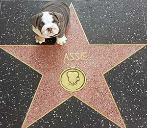 Hollywood bulldog traveling with your english bulldog