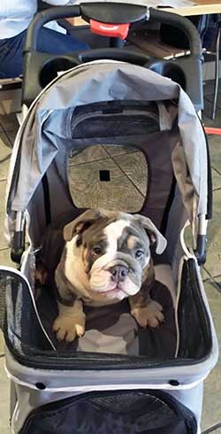 Bulldog traveling in stroller