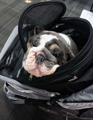 Bulldog traveling in bag