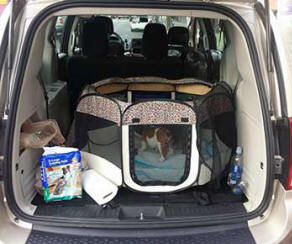 Bulldog traveling in back of van