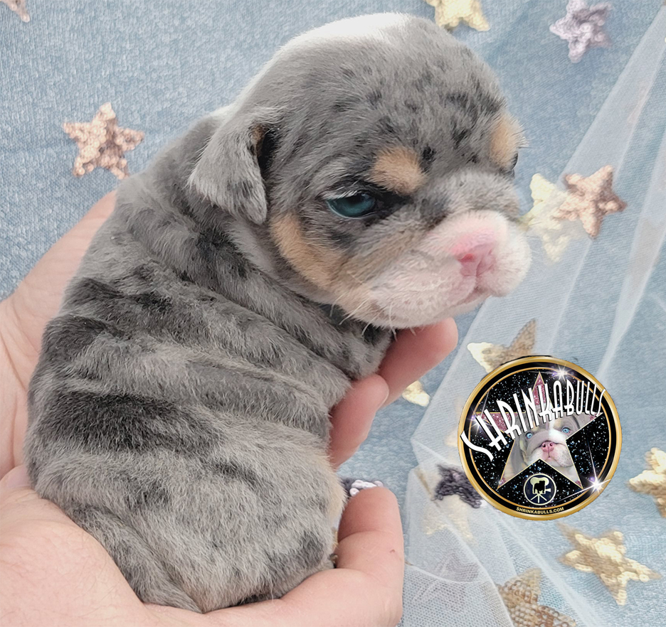 blue merle tri english bulldog puppy for sale