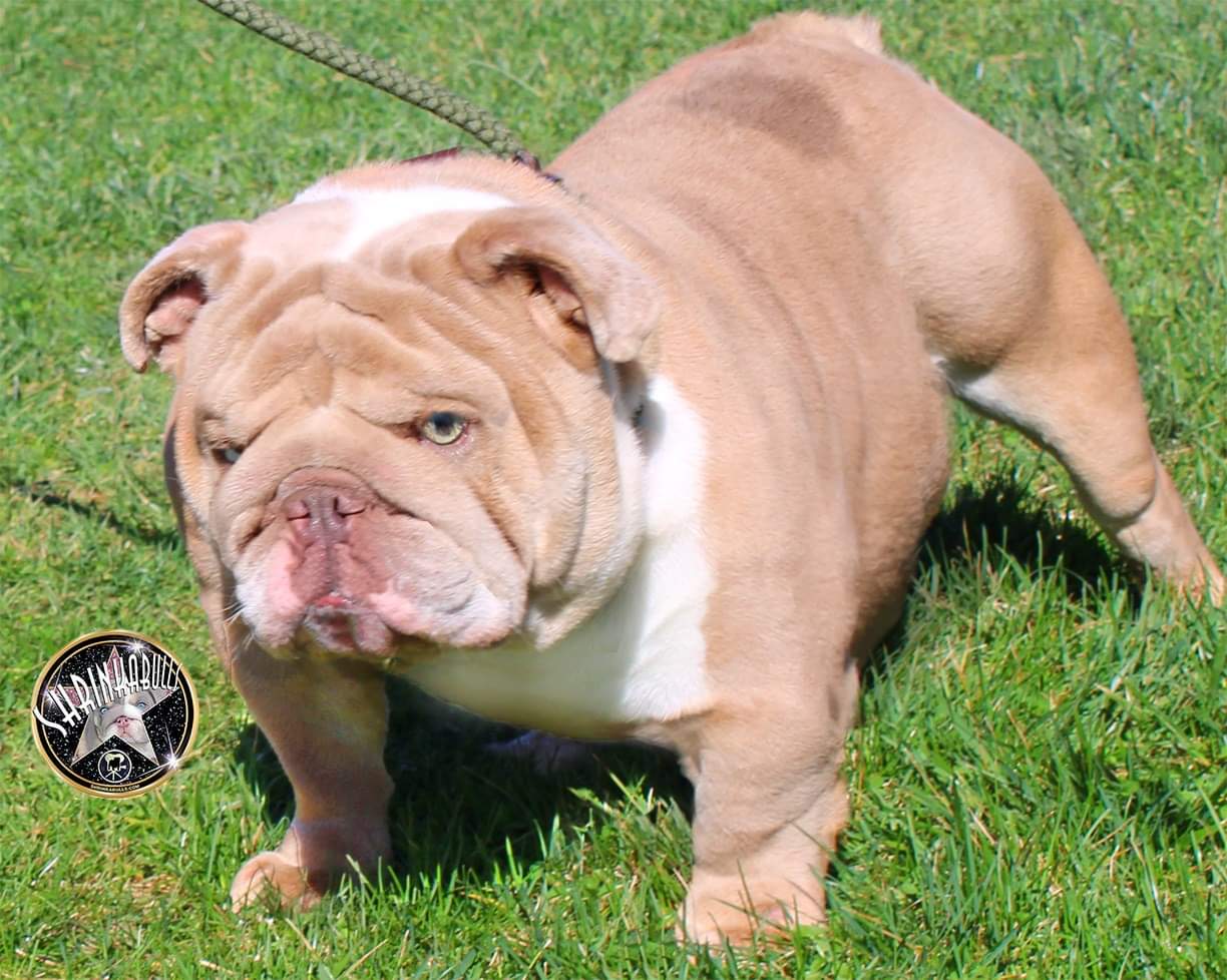 shrinkabulls english bulldog stud captain